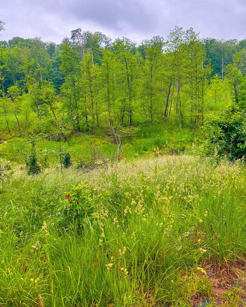 Wald mit jungem Gehöz