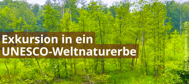 Blick auf einen grünen Wald mit jungem Gehöz